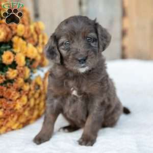 Pear, Mini Goldendoodle Puppy